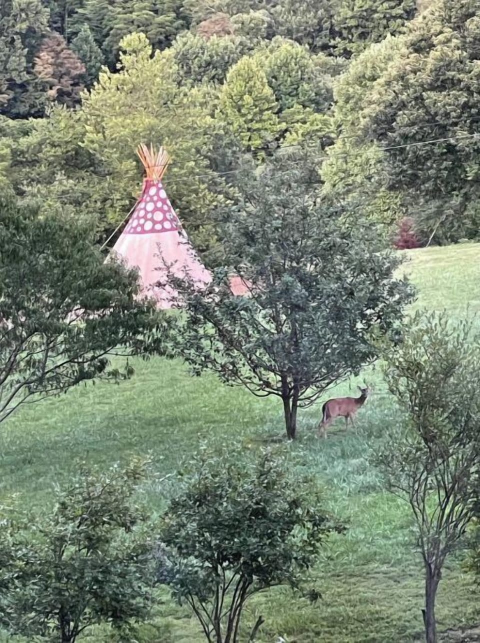 Deer eating fallen apples. Abundant deer visit the property frequently