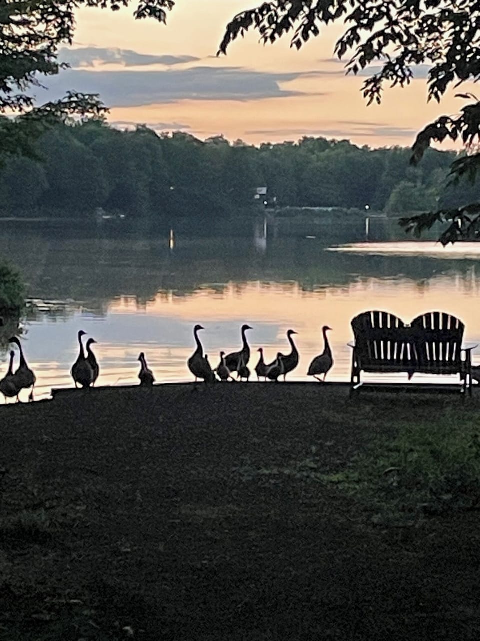 geese