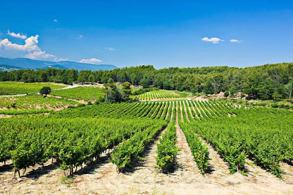 Surrounding vineyard