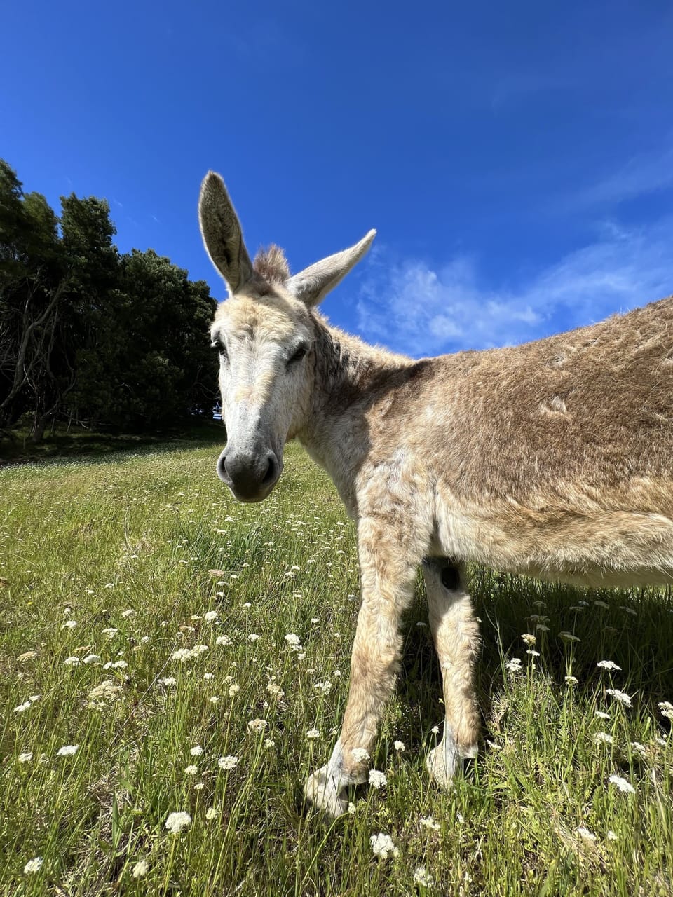 "Mario" One of our friendly donkeys.