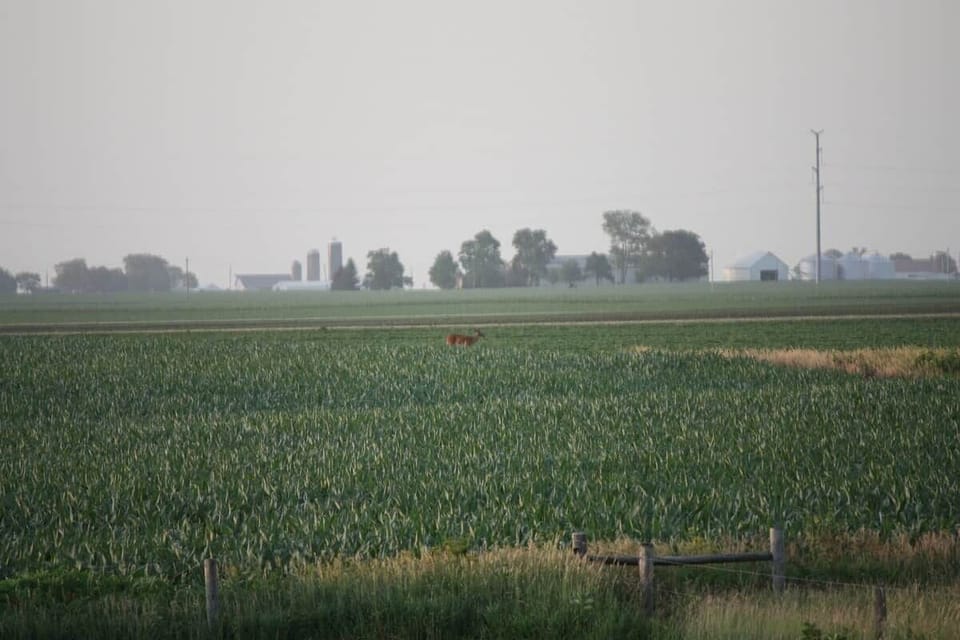 See deer grazing in the fields from the patio