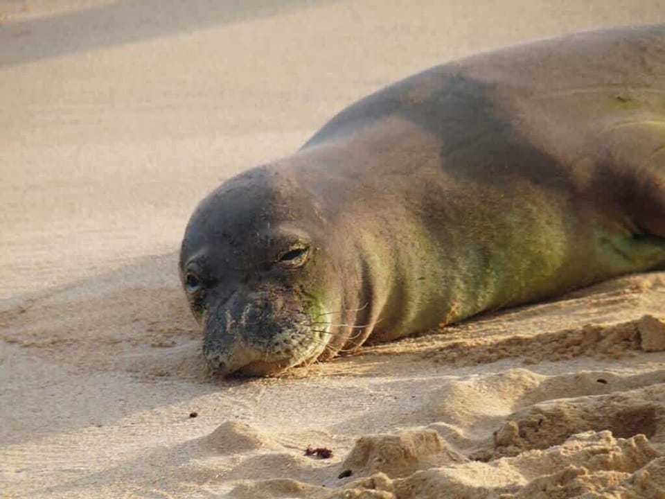 Monk Seal