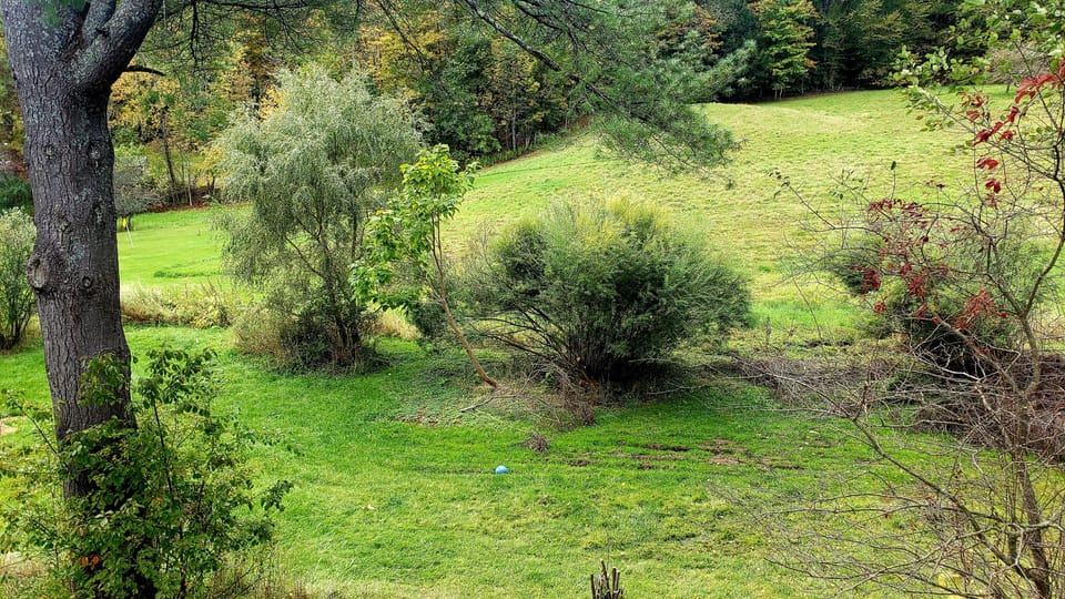 backyard in the summer