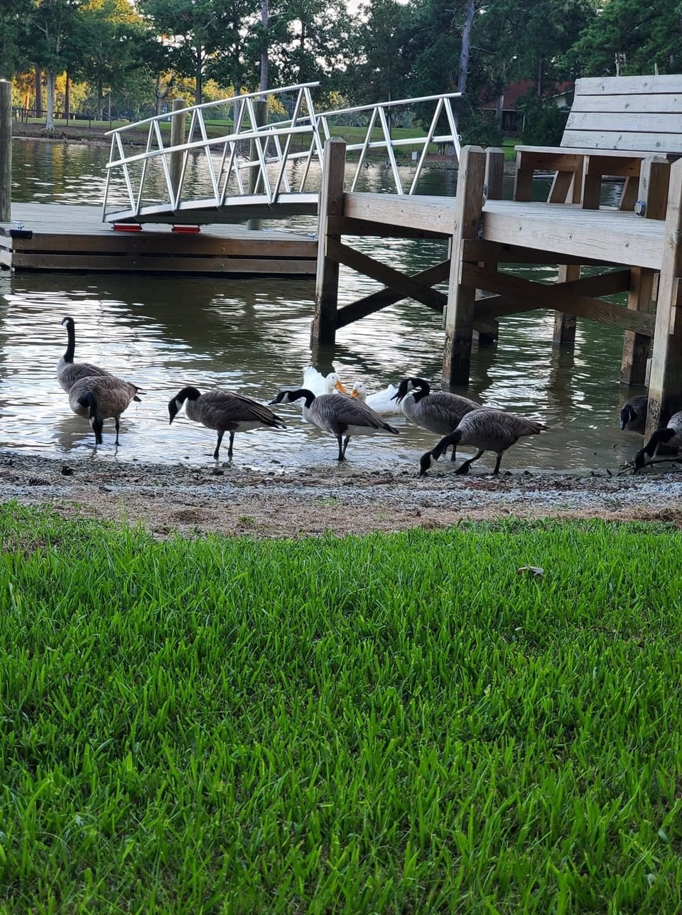HUEY, DUEY AND THEIR FRIENDS