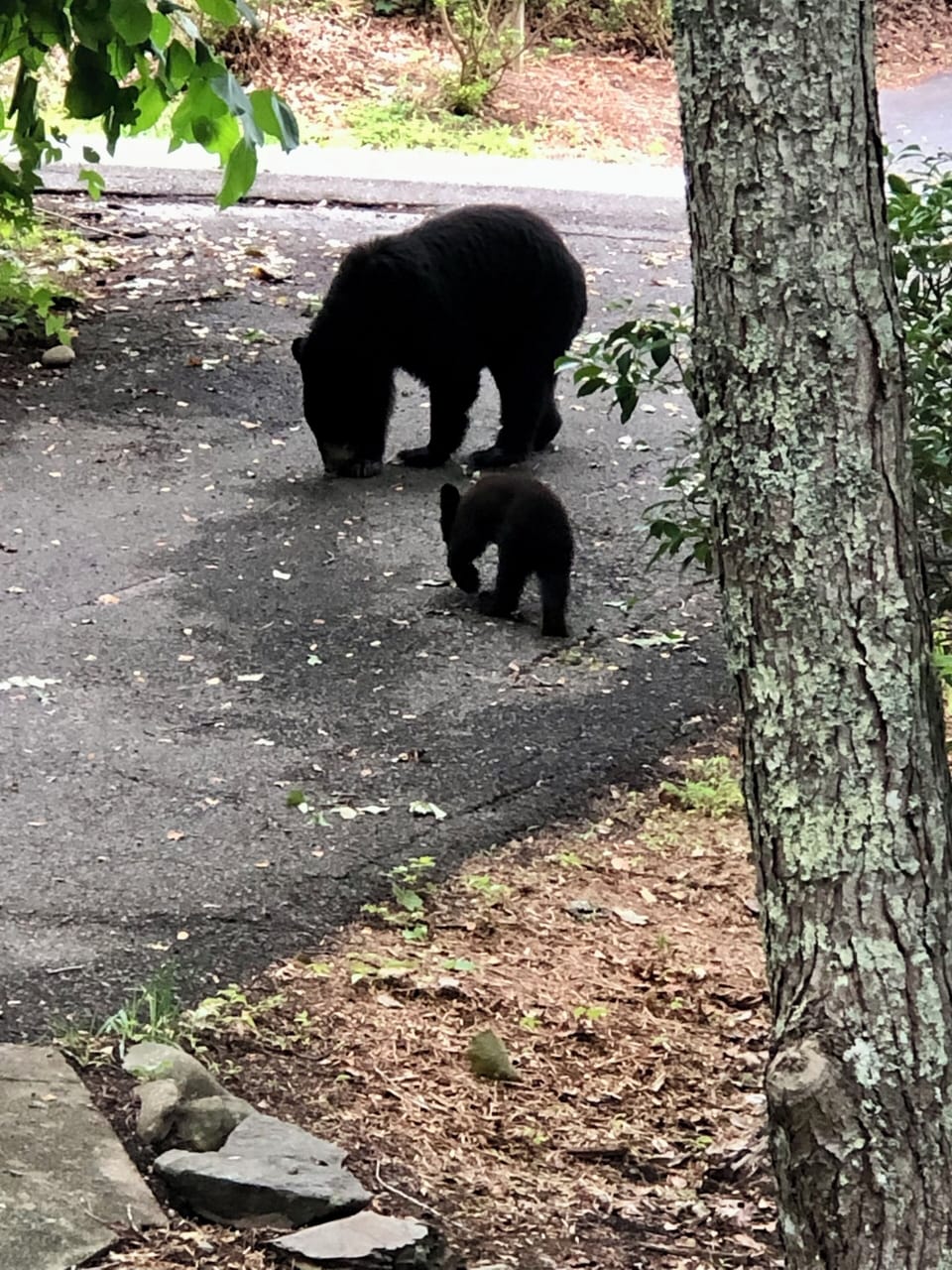 Here they are in the driveway 