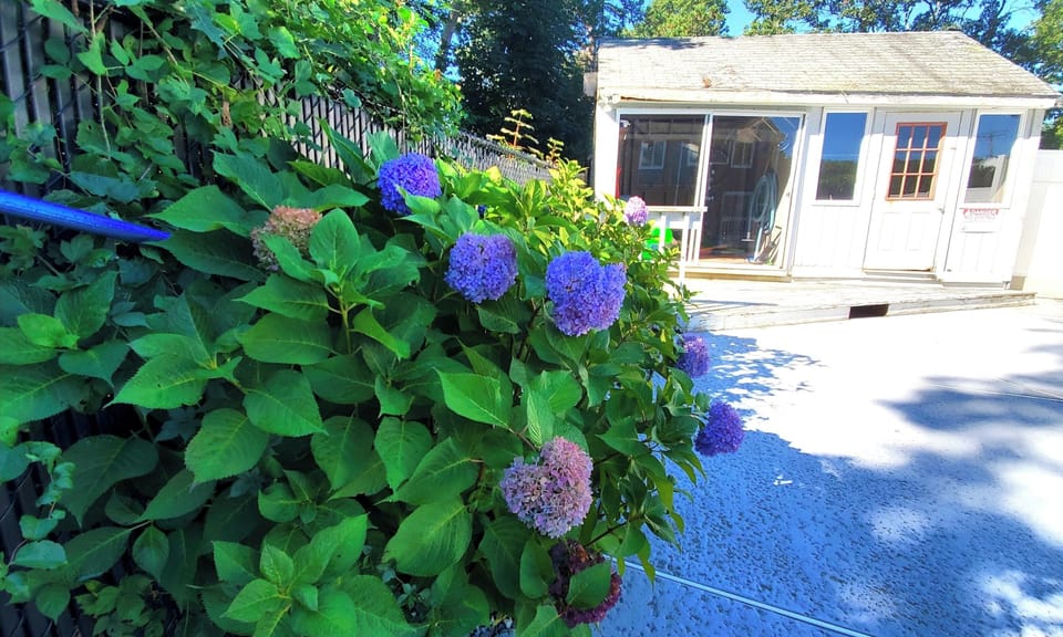 Back Yard Flowers