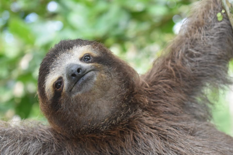Another resident sloth at Geckoes garden