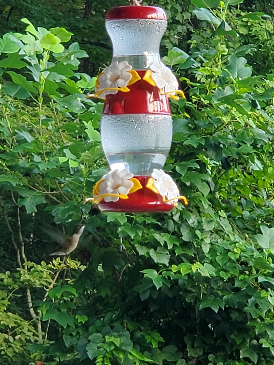 Hummingbird at the feeder on upstairs porch off of the master bedroom