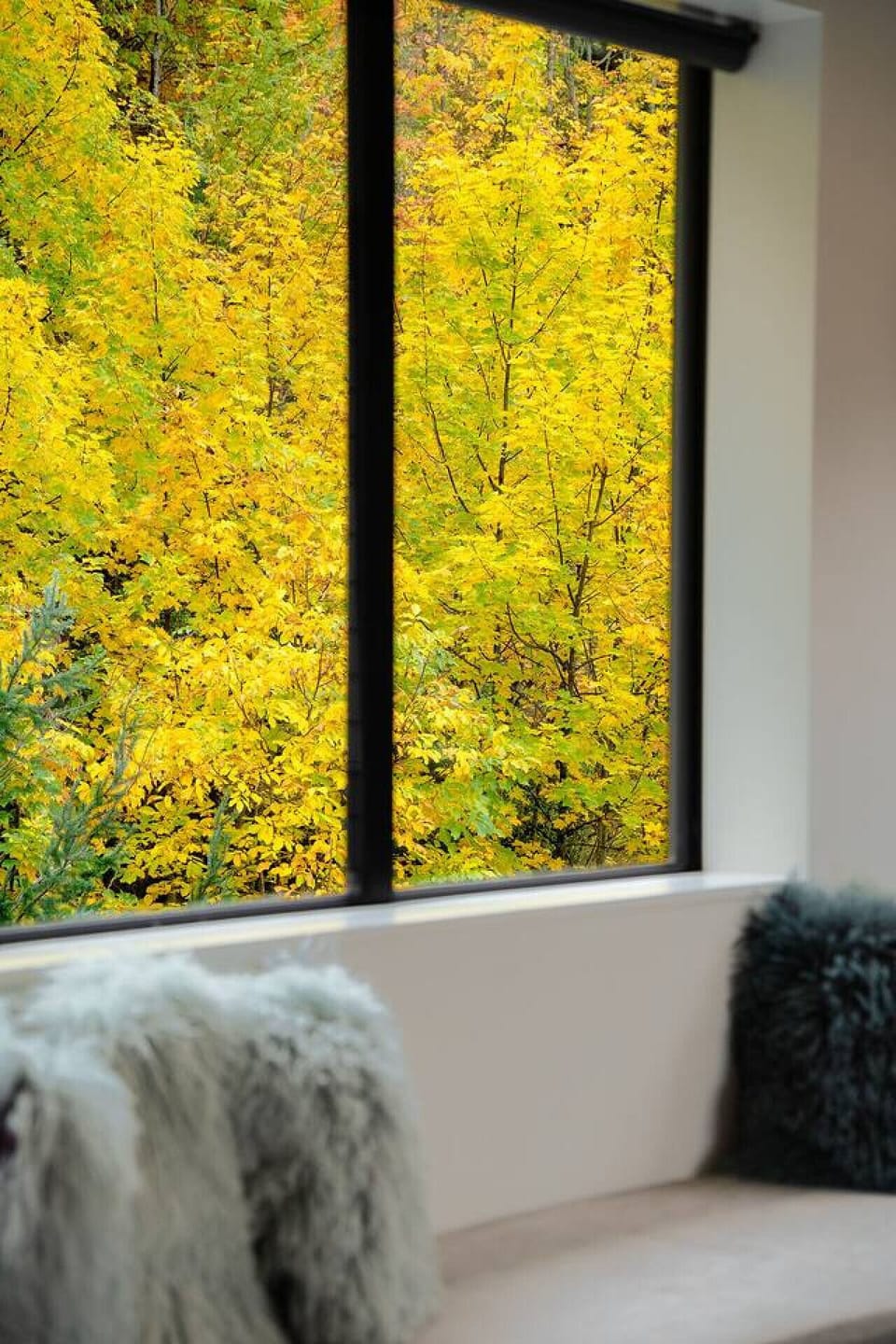 Views into your very own forest from the rear of the home.