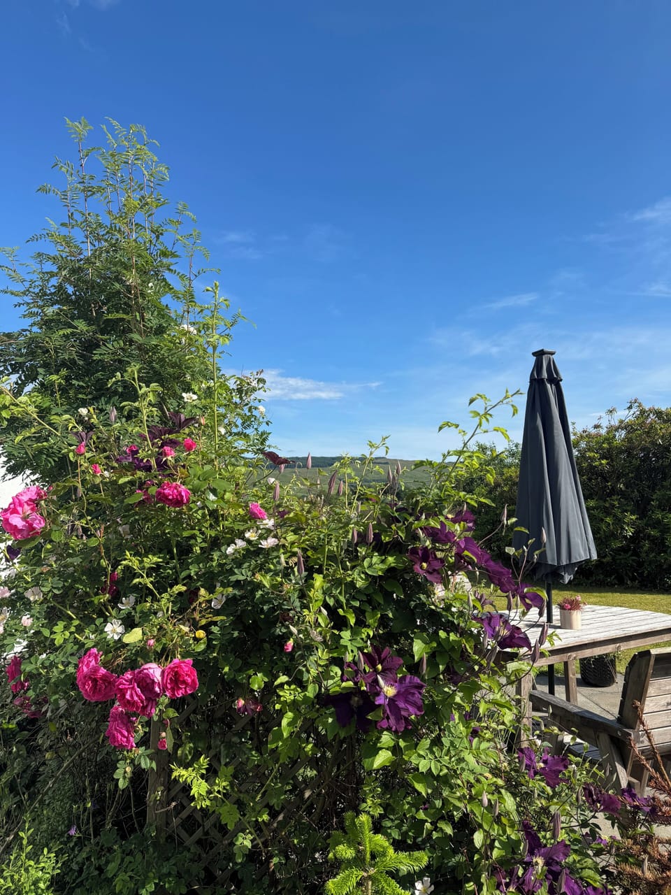 Sunny June day in the garden