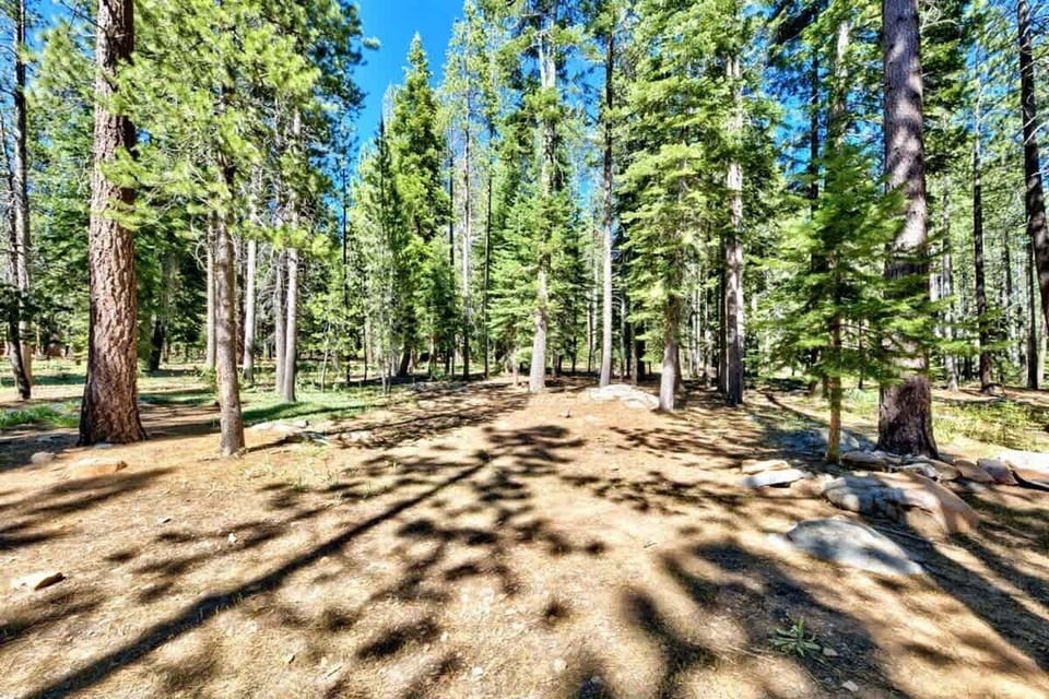 Private wooded backyard surrounded by tall pine trees, offering a peaceful outdoor setting to relax and enjoy the natural beauty of Truckee.