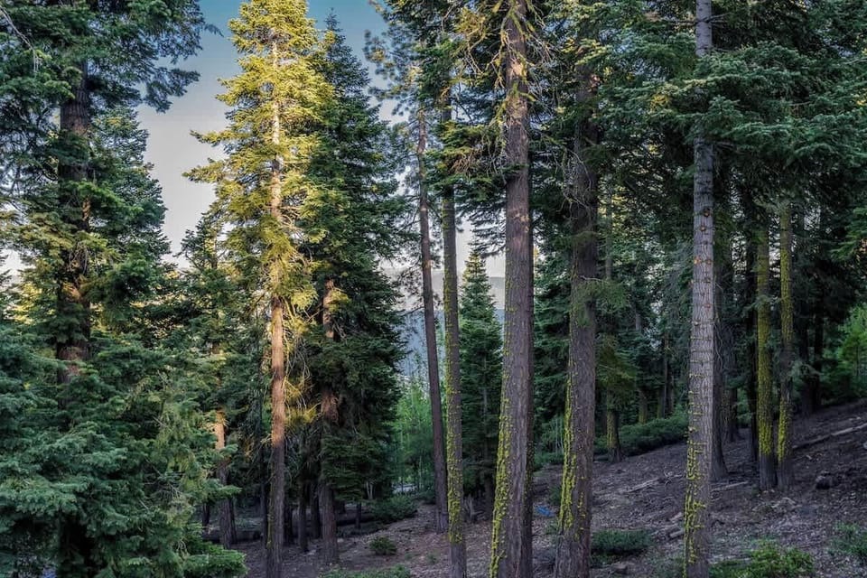 Peaceful views from the back of the home.