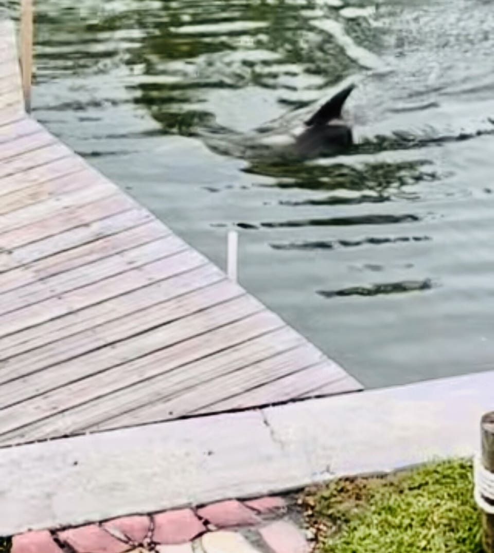 Dolphin, swimming under our dock