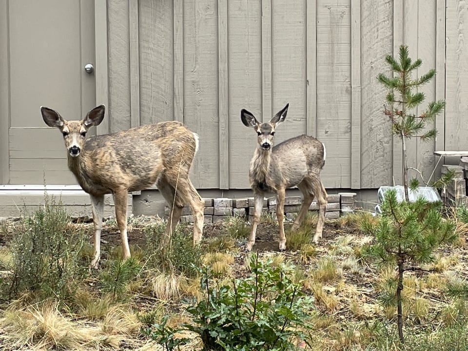 Deer at neighbor's house.  Taken from driveway.
