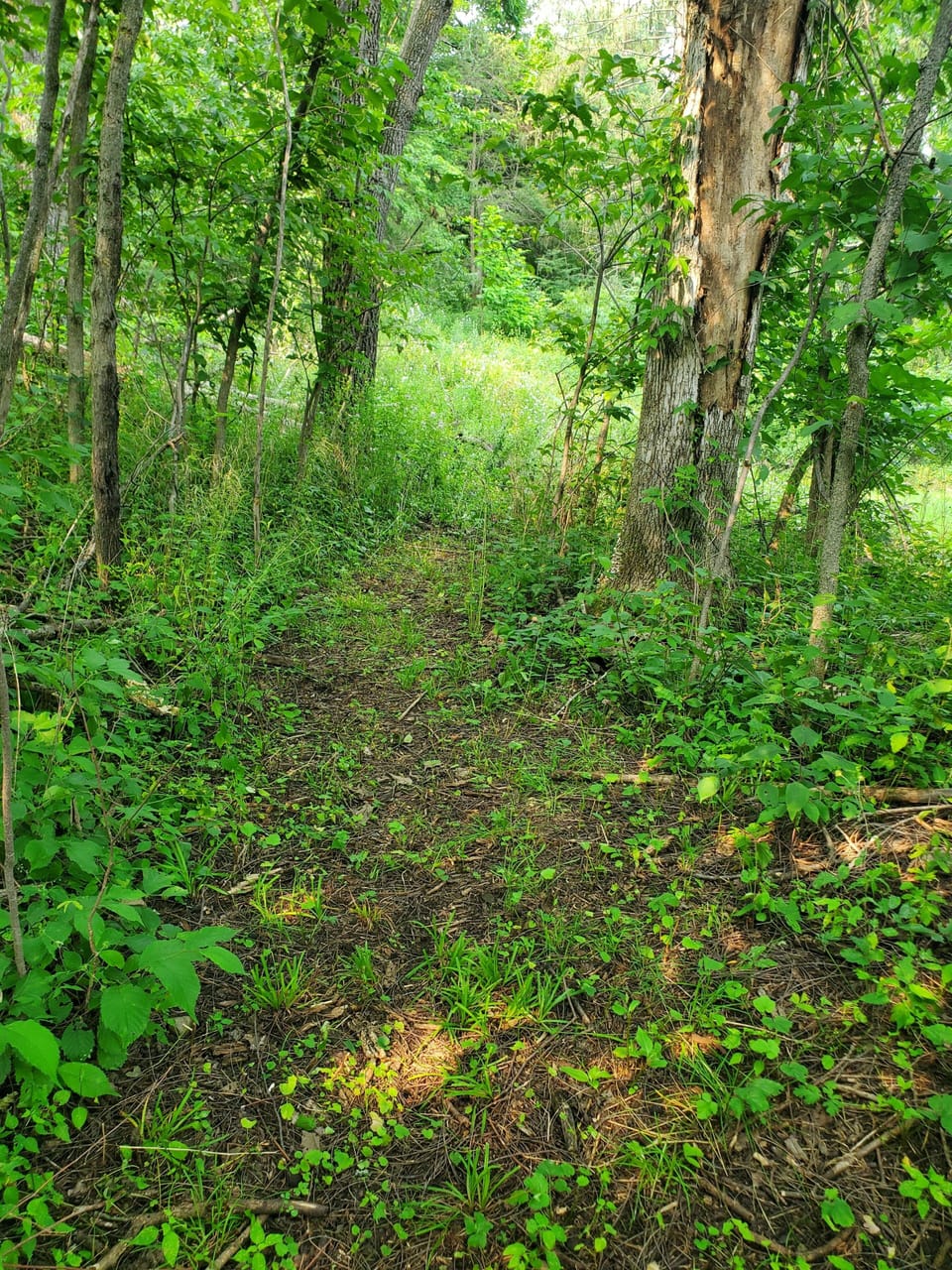 The trail is in back of the house and leads through a small forest.