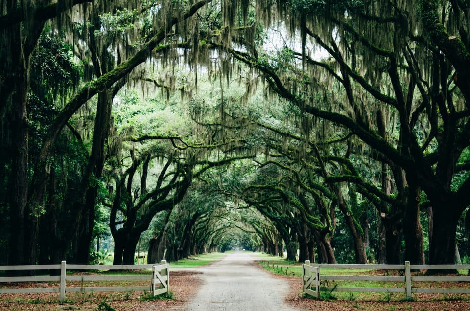 Mysterious oak alley draped in Spanish moss