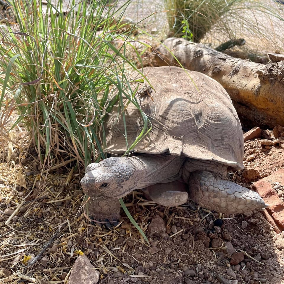 Mr T, the Desert Tortoise, a spry 50 year old who lives w the hosts next door