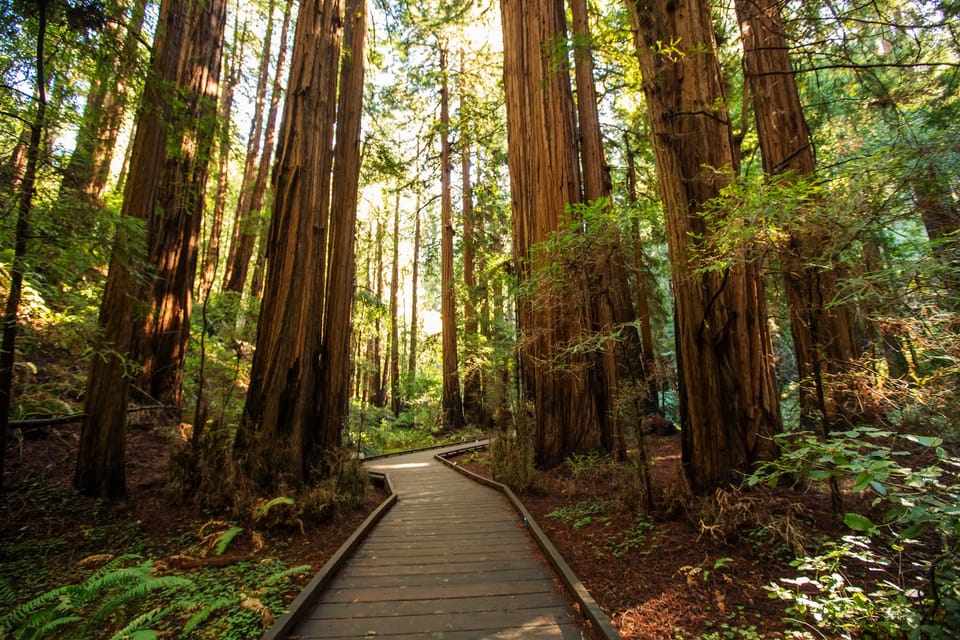 Point of Interest- Muir Woods National Monument