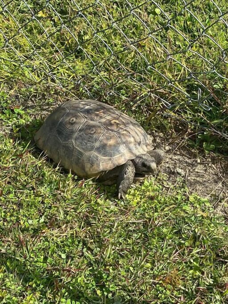 We have wonderful wildlife here and they all love Professor Rousseau.  Enjoy your discoveries!