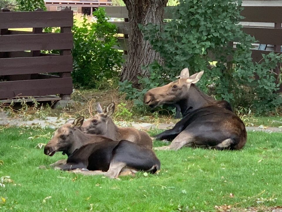 Backyard Family