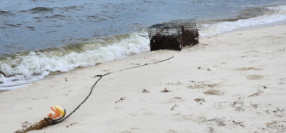 Catch blue crabs 