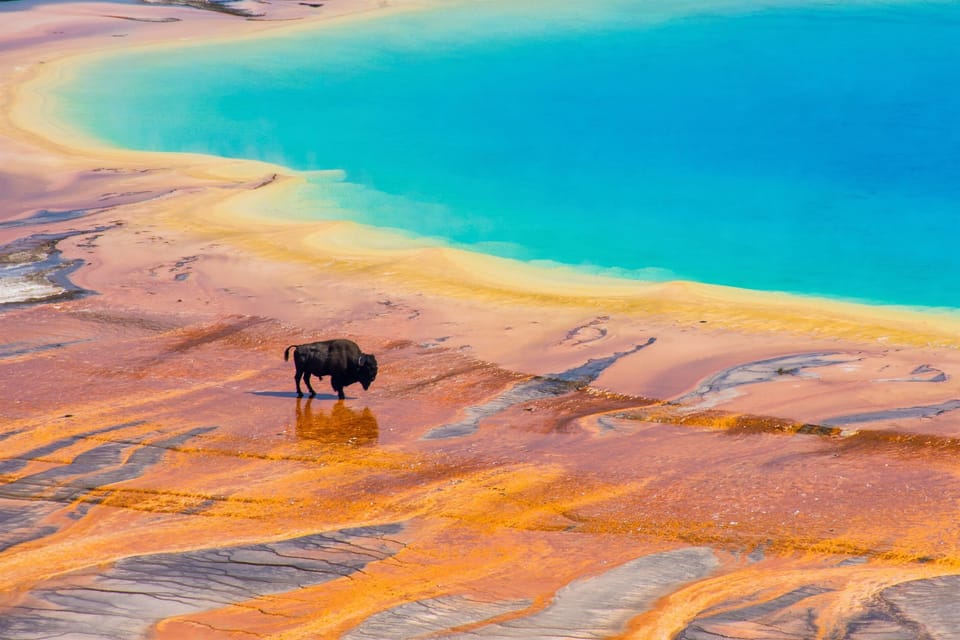 Bison at Grand Prismatic Spring Yellowstone National Park