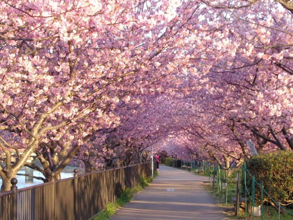 Kawazu cherry blossom tunnel