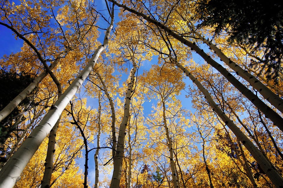 Towering golden aspen trees create a stunning canopy against a brilliant blue autumn sky, framing the natural surroundings of the property.
