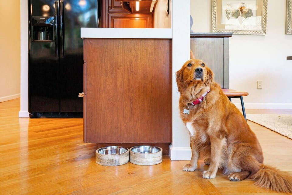 Pawsome news: Your furry friends are welcome here!
