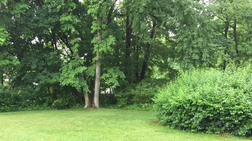 The front yard is lush + green in the summer