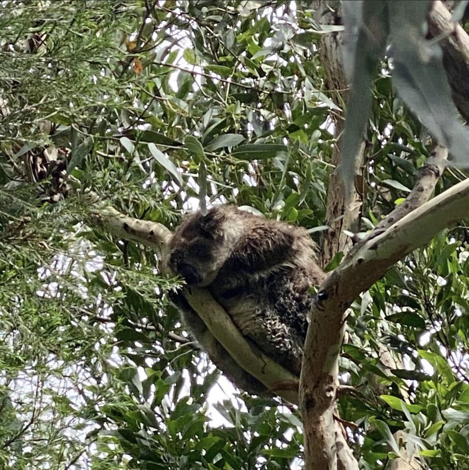 Koala