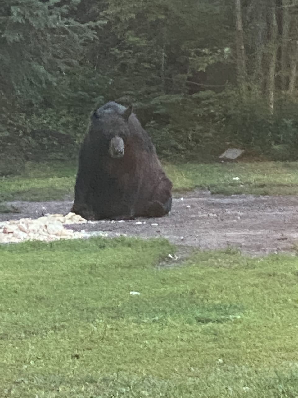 Bears at a nearby restaurant. 