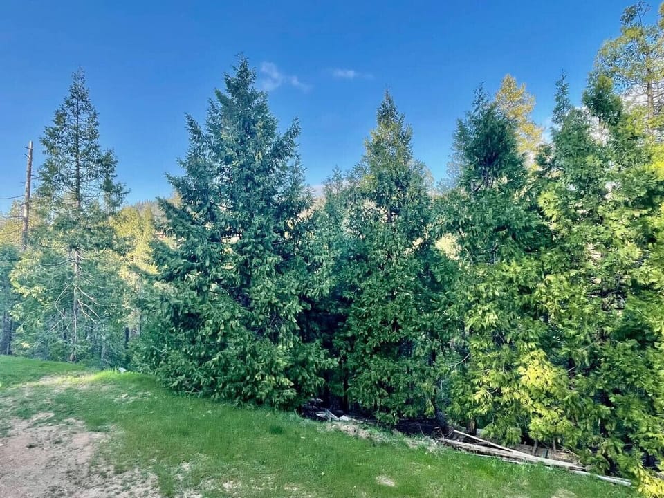Nature view