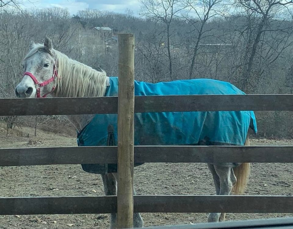 The neighbors horse