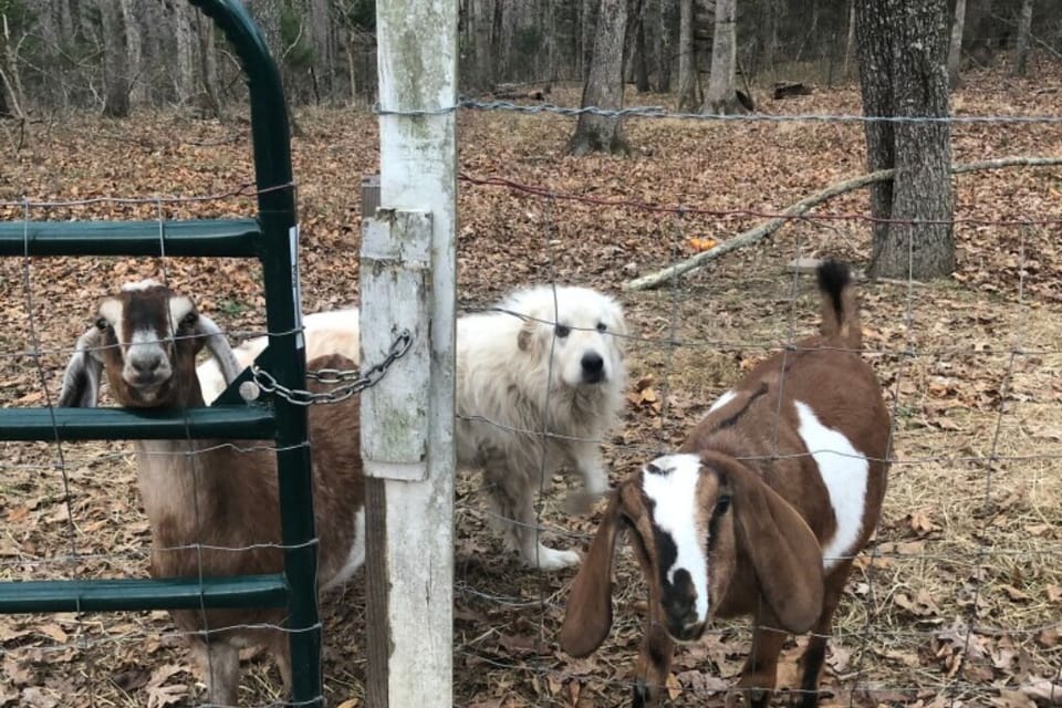 Our dog and goats.  We have cats on the property as well. 