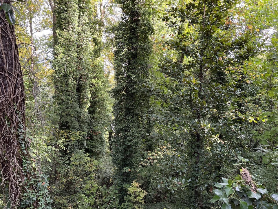 More ivy trees and greenery