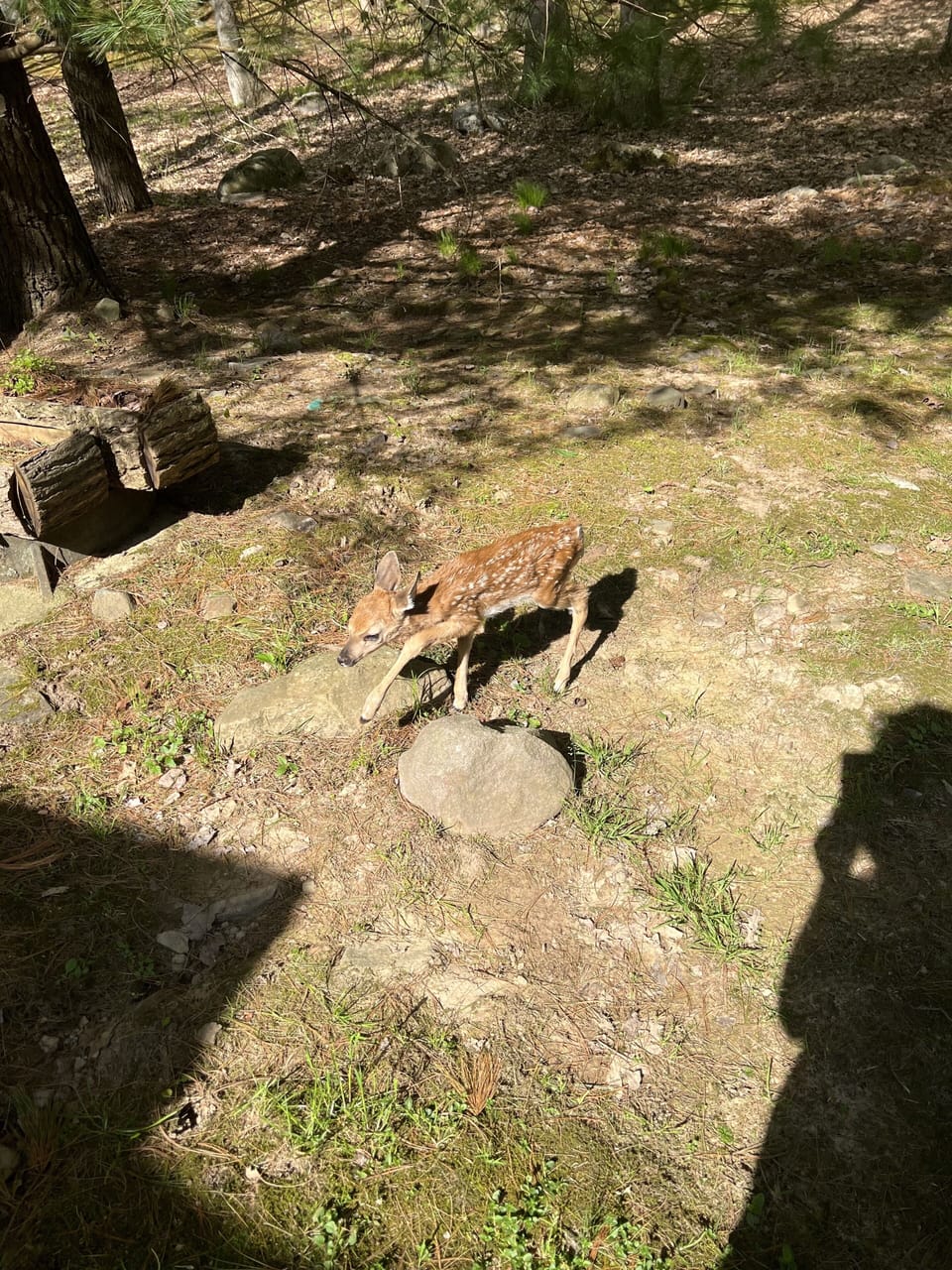 Wildlife right in the backyard