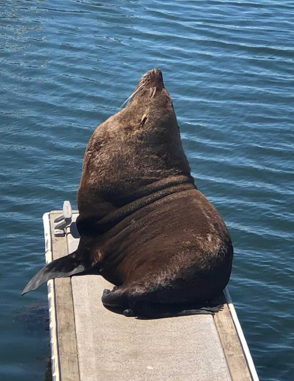 Sammy the Seal