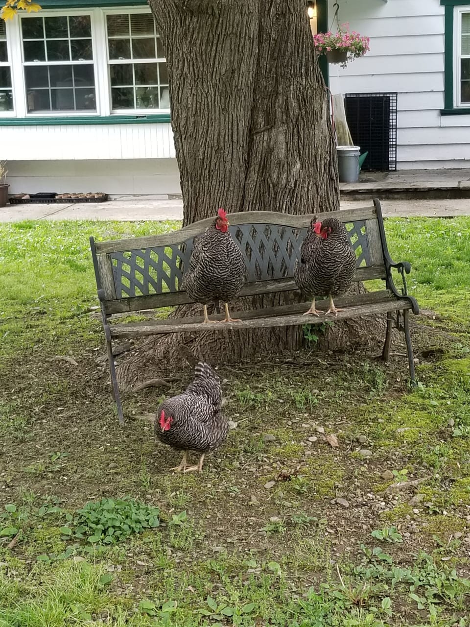 Property grounds