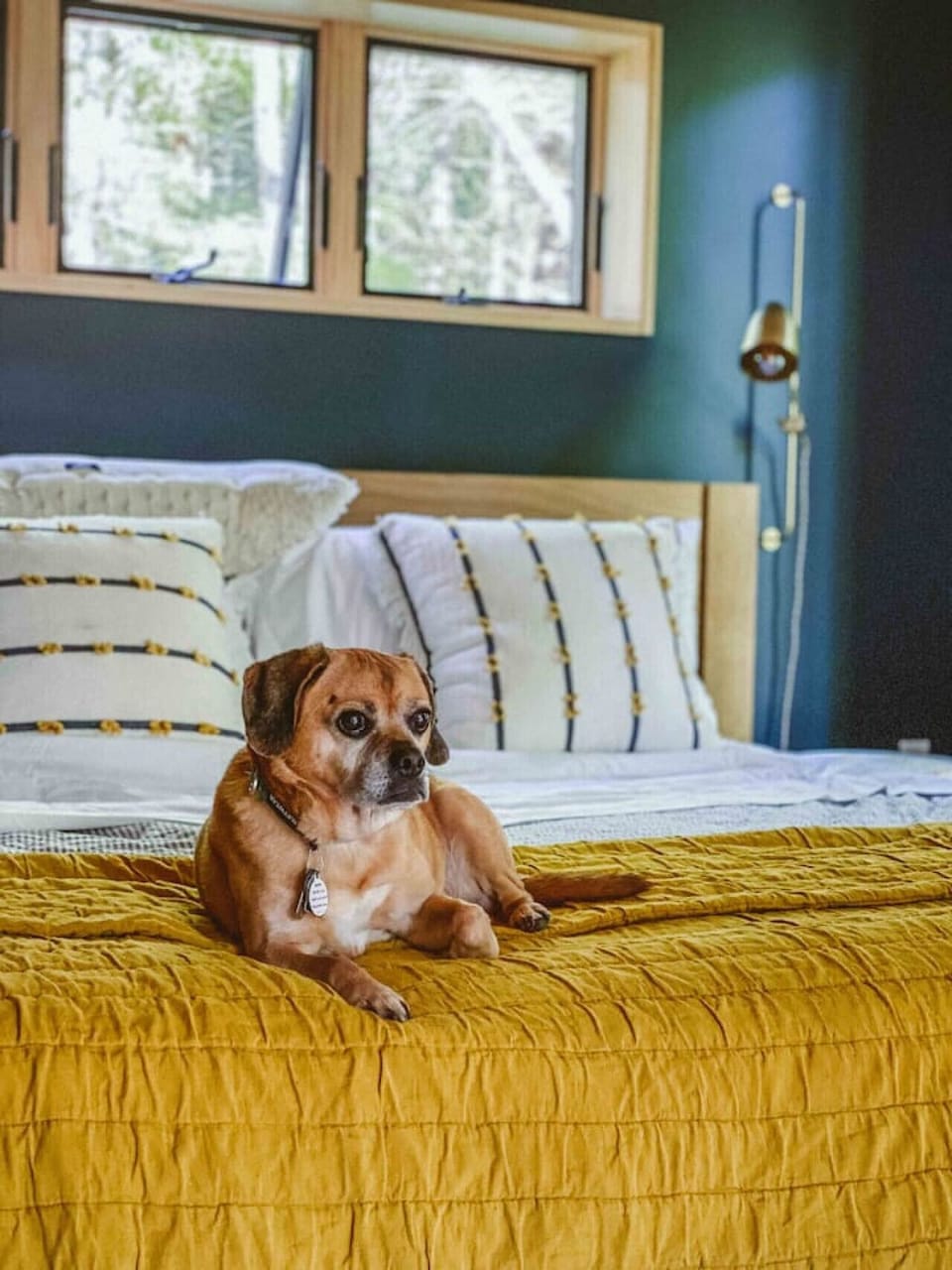 YES! The cabin is dog friendly :) As dog lovers/owners ourselves, we know how hard it can be to find great places to travel that are dog friendly, so this is a huge priority for us.