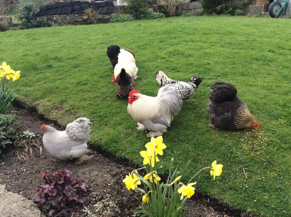 Shared rear garden