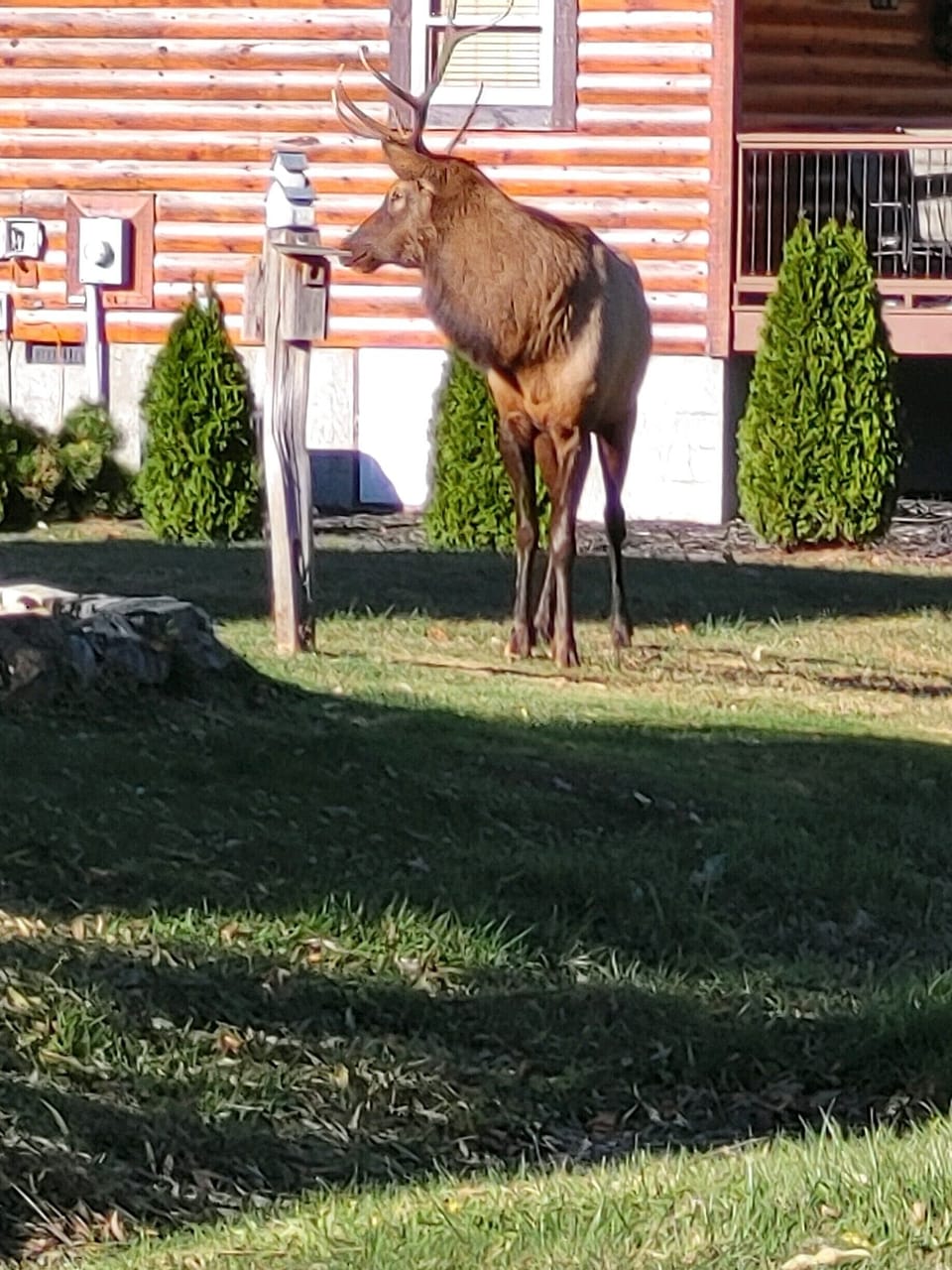 Elk are often seen roaming through the yard.