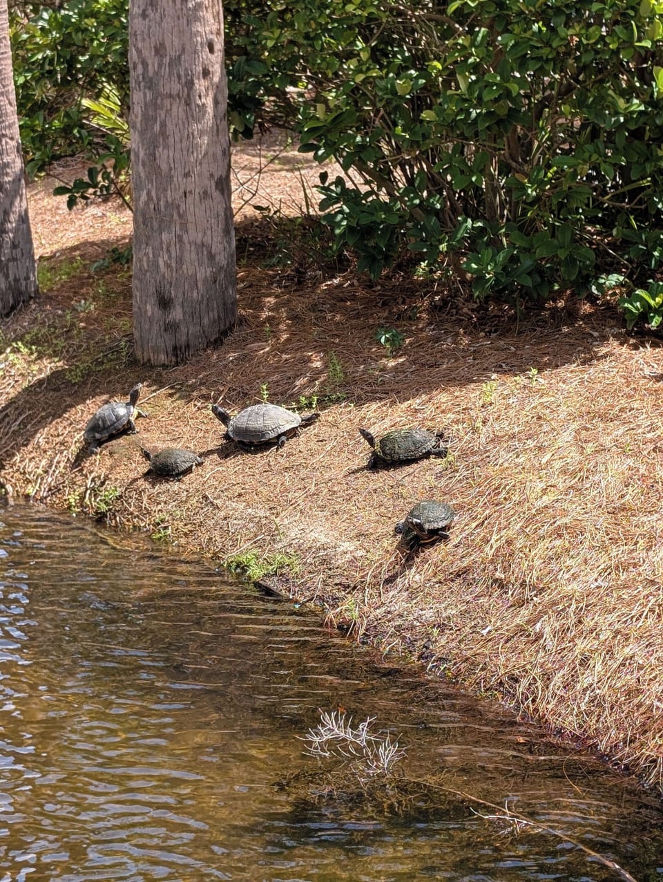 Spot some turtles swimming straight from your balconies!