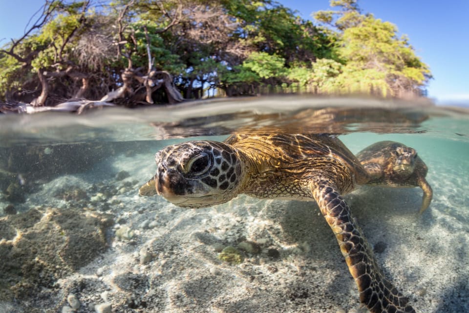Aloha! Puako reef has excellent snorkeling!