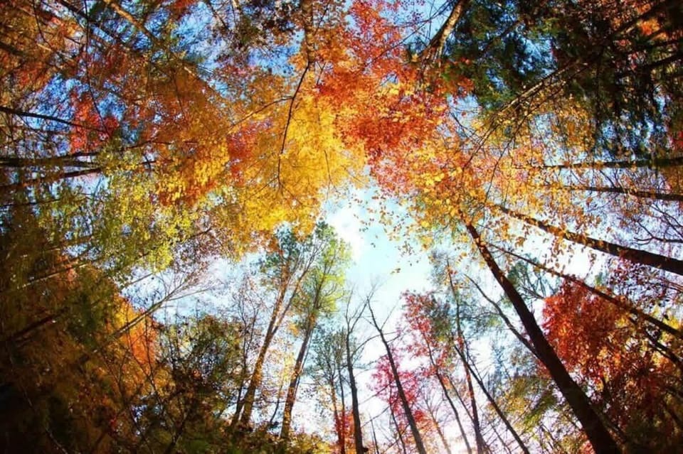 Nature's Canopy: Experience vibrant fall colors from your own outdoor haven!