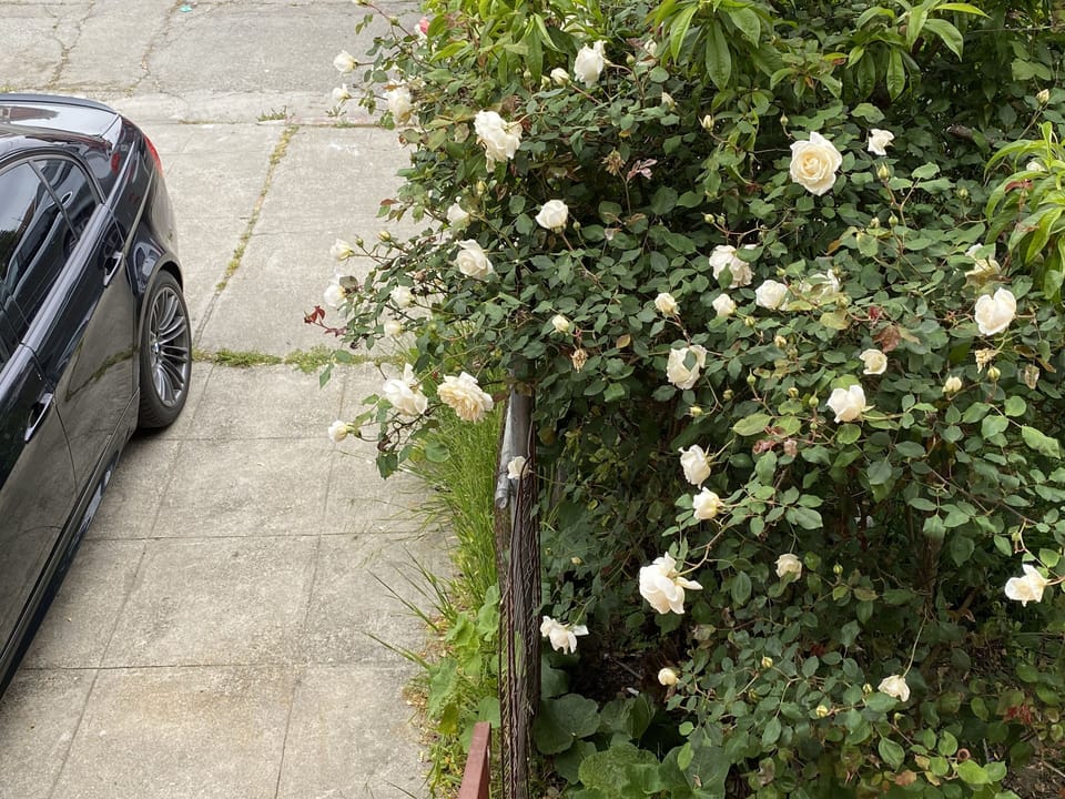 Driveway view facing the street. Plenty of roses during spring time.