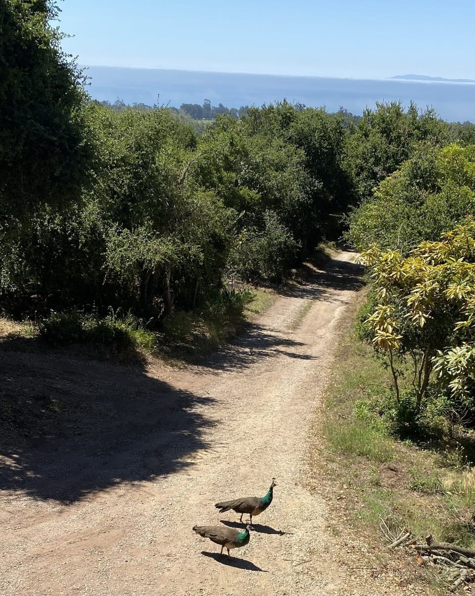 visiting peafowl