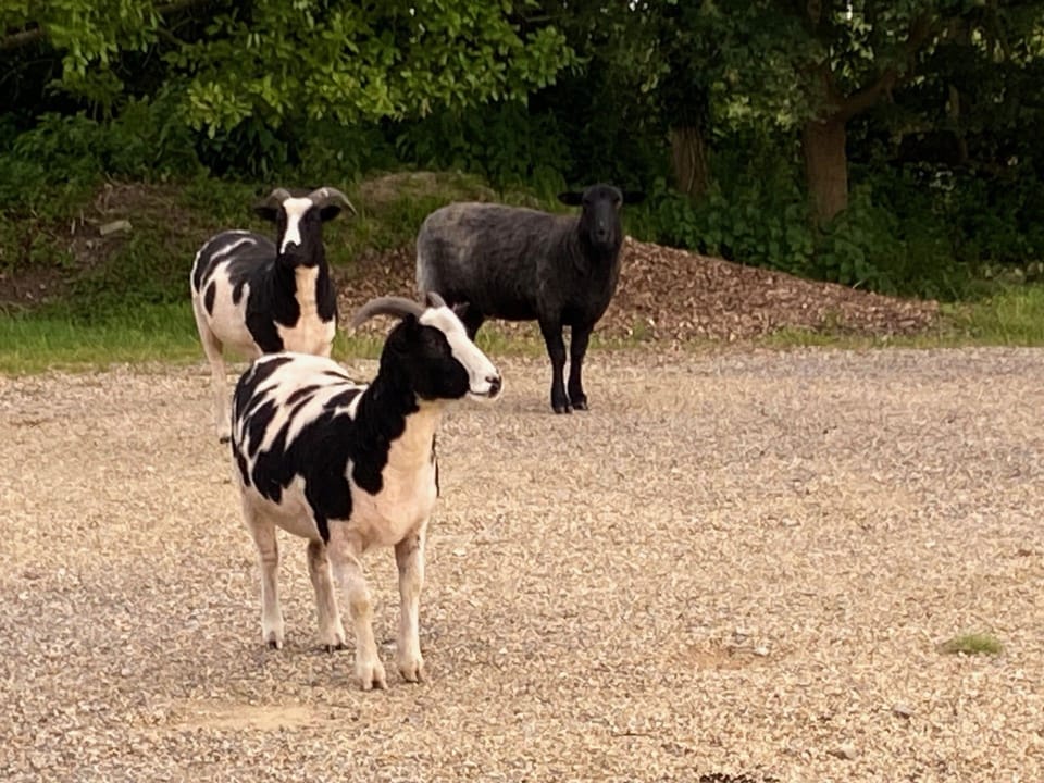Our furry farm family