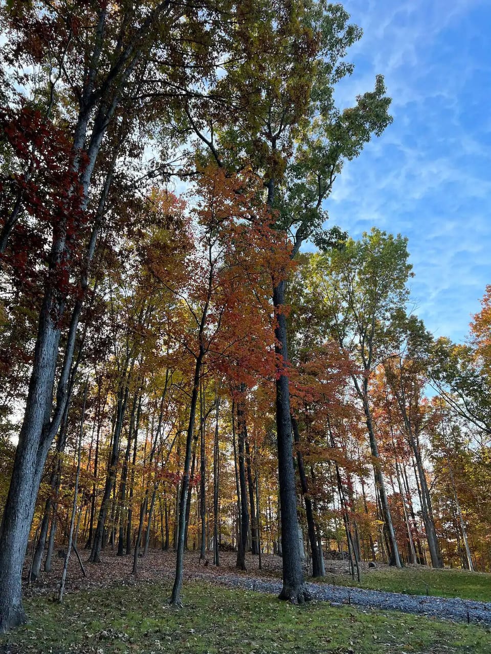 Enjoy the forest where our home is nestled.