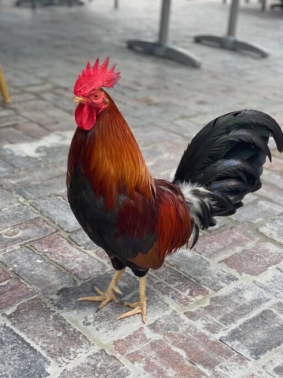 Key West Rooster